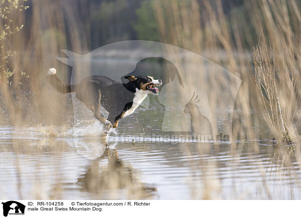 Groer Schweizer Sennenhund Rde / male Great Swiss Mountain Dog / RR-104258