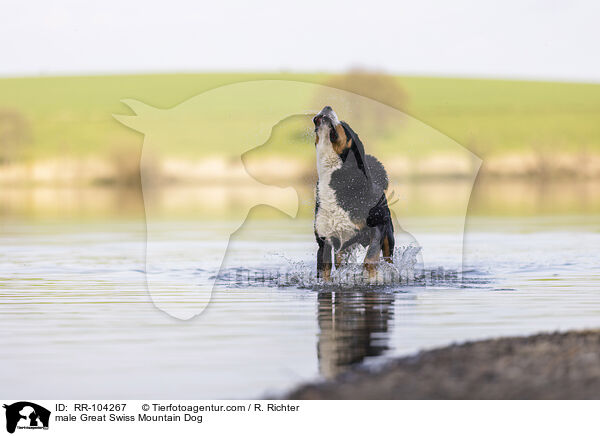 male Great Swiss Mountain Dog / RR-104267