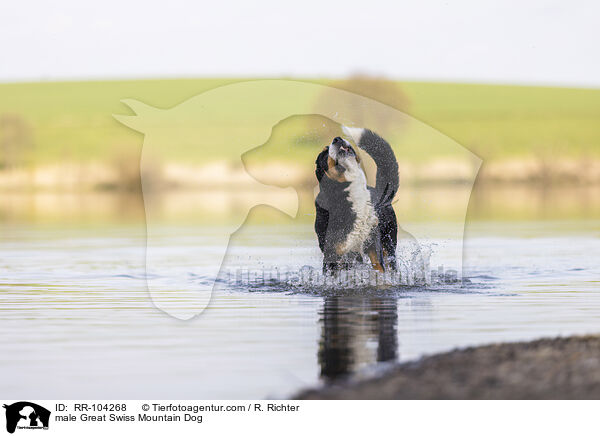 male Great Swiss Mountain Dog / RR-104268