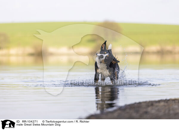 male Great Swiss Mountain Dog / RR-104271