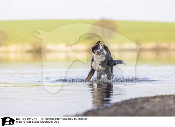 male Great Swiss Mountain Dog / RR-104274