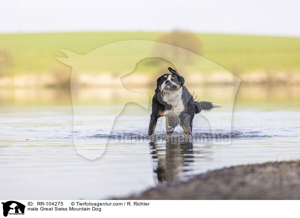 male Great Swiss Mountain Dog / RR-104275