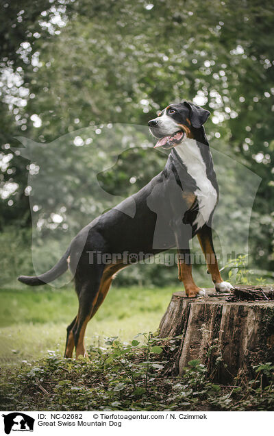 Great Swiss Mountain Dog / NC-02682
