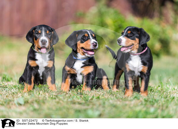 Groer Schweizer Sennenhund Welpe / Greater Swiss Mountain Dog Puppies / SST-22472