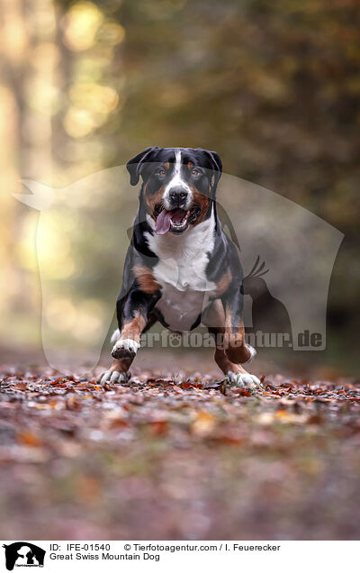 Groer Schweizer Sennenhund / Great Swiss Mountain Dog / IFE-01540