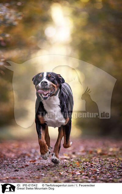 Groer Schweizer Sennenhund / Great Swiss Mountain Dog / IFE-01542