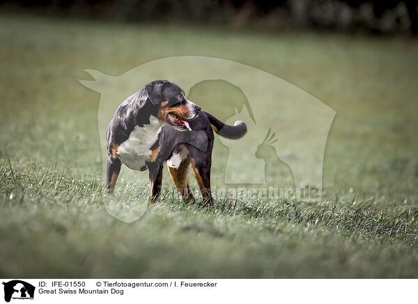 Great Swiss Mountain Dog / IFE-01550
