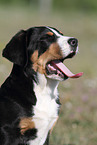 young Great Swiss Mountain Dog