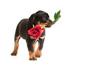 Great Swiss Mountain Dog puppy