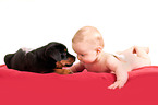 Great Swiss Mountain Dog puppy