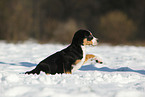Great Swiss Mountain Dog Puppy