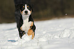 Great Swiss Mountain Dog Puppy
