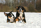 playing young dogs