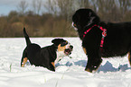 playing young dogs