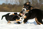 playing young dogs