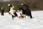 playing young dogs
