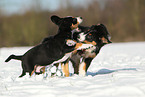 playing young dogs