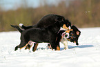 playing young dogs