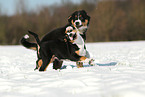 playing young dogs
