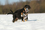 playing young dogs