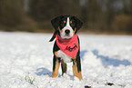 Great Swiss Mountain Dog Puppy