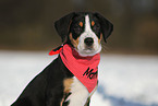 Great Swiss Mountain Dog Puppy