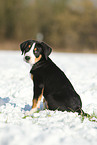 Great Swiss Mountain Dog Puppy