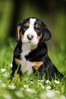 Greater Swiss Mountain Dog Puppy in flower meadow