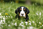 Greater Swiss Mountain Dog Puppy in flower meadow