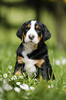 Greater Swiss Mountain Dog Puppy in flower meadow