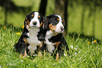 2 Greater Swiss Mountain Dog Puppies in the countryside