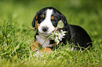Greater Swiss Mountain Dog Puppy in the countryside