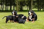 Greater Swiss Mountain Dogs