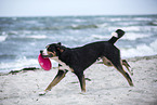 Great Swiss Mountain Dog at the beach