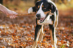 playing Greater Swiss Mountain Dog