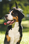 Great Swiss Mountain Dog with hat