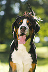 Great Swiss Mountain Dog with hat