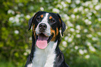 Great Swiss Mountain Dog Portrait