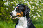Great Swiss Mountain Dog Portrait