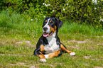 lying Great Swiss Mountain Dog
