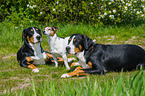 3 dogs