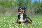 lying Great Swiss Mountain Dog