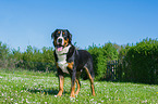 Great Swiss Mountain Dog