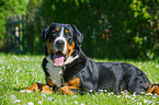 lying Great Swiss Mountain Dog