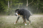 shaking Great Swiss Mountain Dog