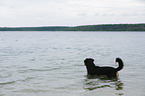 bathing Great Swiss Mountain Dog