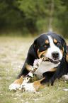 Great Swiss Mountain Dog with stick
