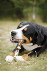 Great Swiss Mountain Dog with stick