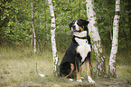 sitting Great Swiss Mountain Dog