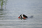playing Great Swiss Mountain Dog